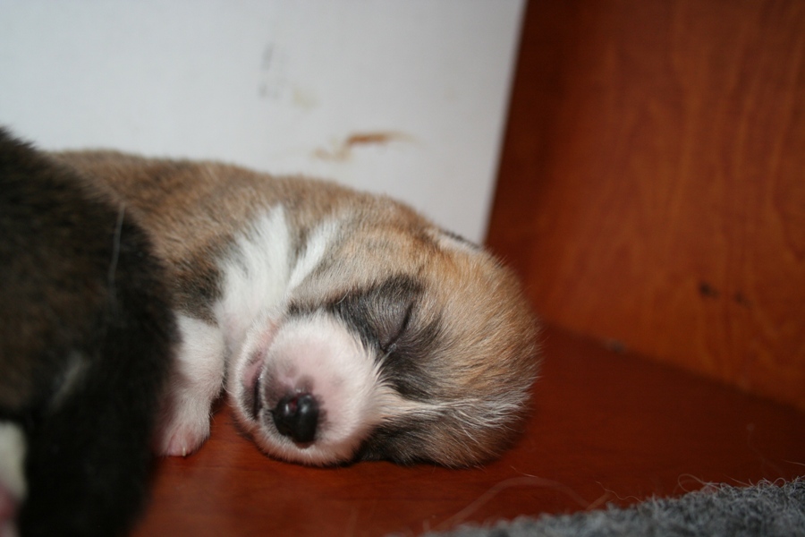 Puppies